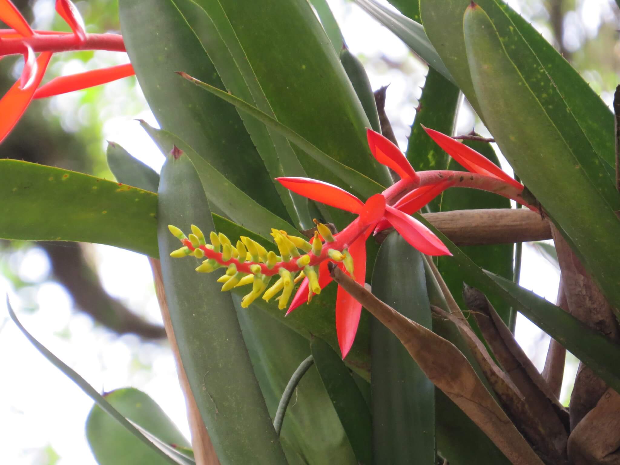 Aechmea nudicaulis